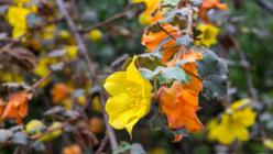 Eden Project bei St Austell-J13-2155