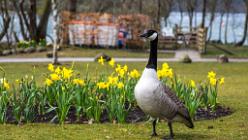 Windermere - Lake District-J13-2252
