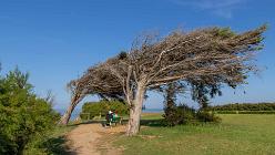 Île d'Oléron-Saint-Denis-J14-7232