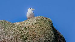 Ploumanac'h-J14-6670