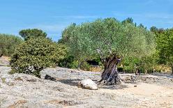 PONT DU GARD-J17-1646