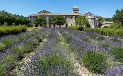 VAN GOGH IN SAINT-RÉMY-J17-1815