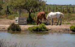 SAINTES-MARIES-DE-LA-MER-J17-1995