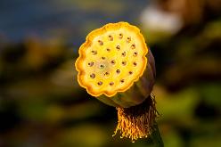 Parco Giardino Sigurtà-J22-8431