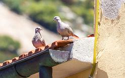 Westkueste-Elba-J15-1124