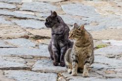 CASTIGLIONE D'PESCAIA-J16-3610