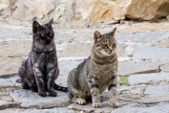 CASTIGLIONE D'PESCAIA-J16-3613