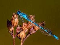 Azutjungfer Libelle-6546