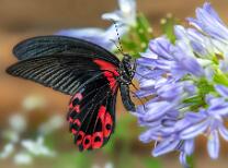 Scharlachroter Schwalbenschwanz-9384