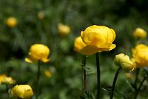 Creux du Van-NE-J10-1427