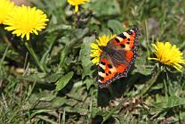 Creux du Van-NE-J10-1451