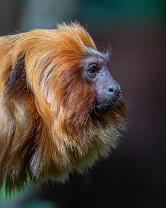 Goldgelbes-Löwenäffchen-J25-4982