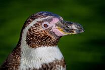 Humboldt-Pinguin-J23-8634