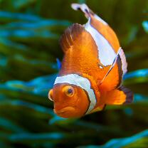 Nemo-Clownfisch-J11-4461
