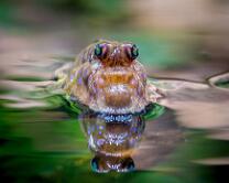 Schlammspringer-J17-8991