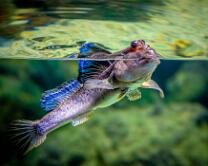 Schlammspringer-J19-1181