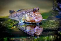 Schlammspringer-J19-2701