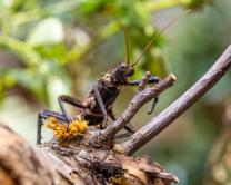 Dornschrecke-J25-3689