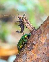 Riesenblumenkäfer-& Samtschrecke-J25-4613