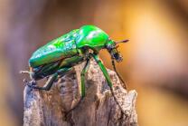 Riesenblumenkäfer-J25-0434