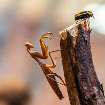 Riesenschildmantis-Gottesanbeterin und Kongo-Rosenkäfer-J25-9566