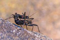 Samtschrecke-J26-0509