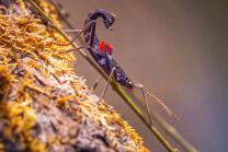 Samtschrecke-V2-J25-0228