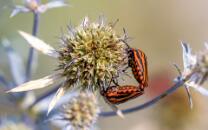 streifenwanze-6910-hp