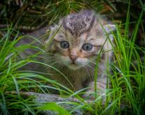 Wildkatzenbaby-J19-3454