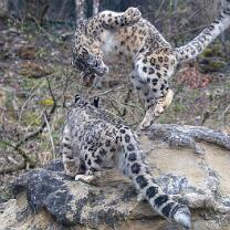 Shahrukh und Saida-J25-7653