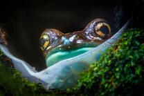 Baumhöhlen-Krötenlaubfrosch-J25-8792