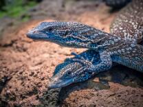 Blauer-Baumwaran-J14-0406