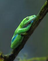 Orangeaugen-Laubfrosch-7155