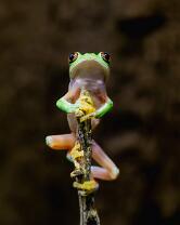 Orangeaugen-Laubfrosch-J25-2710