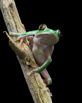 Orangeaugen-Laubfrosch-J25-v3-2611