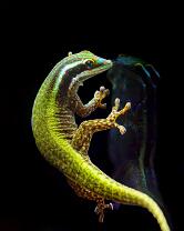 Schmuck-Taggecko-J25-0226