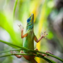 St.Vincenz-Anolis-J12-9233