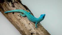 Türkisblauer-Zwerggecko-J25-1110