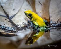 Zweifarbiger Pfeilgiftfrosch-J25-ig-5093