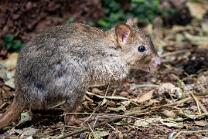 Bürstenschwanz-Rattenkänguru-J25-4719