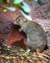 Bürstenschwanz-Rattenkänguru-J25-8683