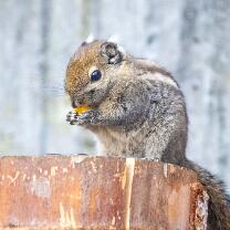 China-Streifenhörnchen-J23-9560