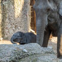 Elefäntli Zali mit Farha-J25-v2-1321