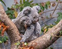 Koala Téa mit Joey-J26-0938