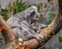 Koala Téa mit Joey-J26-0940