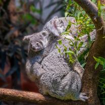 Koala Téa mit Joey-J26-v2-0713