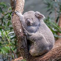 Koala Tarni-J26-0453