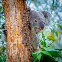 Koala-J18-8265