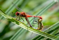 Blutrote-Heidelibellen Paarung-J19-9978