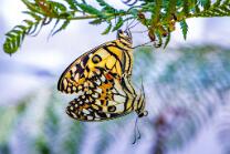 Papilio Demoleus-J24-5657